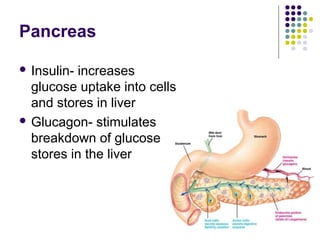 Pancreas

 Insulin- increases
  glucose uptake into cells
  and stores in liver
 Glucagon- stimulates
  breakdown of glucose
  stores in the liver
 