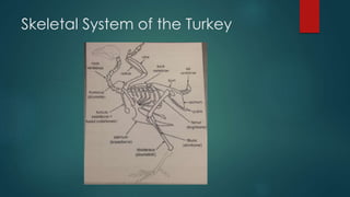 Skeletal System of the Turkey
 