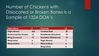 Number of Chickens with
Dislocated or Broken Bones is a
Sample of 1324 DOA’s
Dislocations n Fractures N
Thigh (femur) 360 Crushed Skull 35
Gastrocnemius Tendon 13 Breastbone (furculum) 10
Wing (humerus) 12 Drumstick (tibiotarsus) 10
Wing (ulna) 6 Thigh (femur) 7
Wing (radius) 5 Wing (radius) 6
Wing (ulna) 6
 
