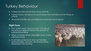 Turkey Behaviour
 Turkeys are very social and curious animals
 Turkeys have a tendency to synchronize their activities and do things as
a flock
 All social activities are controlled by visual and vocal signals
Flight Zone:
 The “safety zone” around a bird. The size of
the space is determined by the amount of
exposure/handling
 When a human enters birds flight zone, a bird
will move away
 If catchers understand and use the flight
zone principle, catchers will minimize stress
associated with loading
 