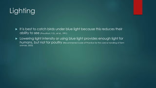 Lighting
 It is best to catch birds under blue light because this reduces their
ability to see (Proudfoot, F.G., et al., 1991)
 Lowering light intensity or using blue light provides enough light for
humans, but not for poultry (Recommened Code of Practice for the care & handling of farm
animals, 2003)
 
