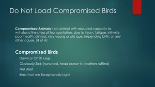 Do Not Load Compromised Birds
Compromised Animals – an animal with reduced capacity to
withstand the stress of transportation, due to injury, fatigue, infirmity,
poor health, distress, very young or old age, impending birth, or any
other cause. (H of A)
Compromised Birds
Down or Off its Legs
Obviously Sick (hunched, head drawn in, feathers ruffled)
Not Alert
Birds that are Exceptionally Light
 