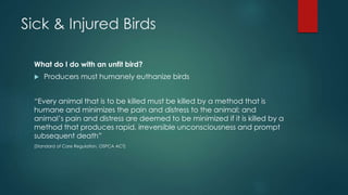 Sick & Injured Birds
What do I do with an unfit bird?
 Producers must humanely euthanize birds
“Every animal that is to be killed must be killed by a method that is
humane and minimizes the pain and distress to the animal; and
animal’s pain and distress are deemed to be minimized if it is killed by a
method that produces rapid, irreversible unconsciousness and prompt
subsequent death”
(Standard of Care Regulation, OSPCA ACT)
 