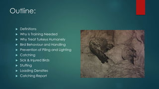 Outline:
 Definitions
 Why is Training Needed
 Why Treat Turkeys Humanely
 Bird Behaviour and Handling
 Prevention of Piling and Lighting
 Catching
 Sick & Injured Birds
 Stuffing
 Loading Densities
 Catching Report
 