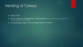 Herding of Turkeys
 Keep Calm
 Move turkeys in small groups, using screens (Recommended Code of Practice for the
care & handling of farm animals, 2003)
 Use garbage bags to encourage turkeys to move
 