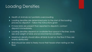 Loading Densities
 Health of Animals Act prohibits overcrowding
 Loading densities are determined prior to the start of the loading
process by dispatch – follow the instructions given
 If more birds are present than reported to dispatch, contact
dispatch immediately
 Loading densities depend on available floor space in the liner, body
size and weight of birds and environmental conditions
 Maximum density should allow all birds to rest on the floor if they are
evenly distributed
 Birds should be able to freely move their heads when resting on the
floor
 