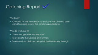 Catching Report
What is it?
 Checklist for the foreperson to evaluate the bird and barn
conditions and review the catching procedures
Why do we have it?
 “We manage what we measure”
 To evaluate the working environment
 To ensure that birds are being treated humanely through
 
