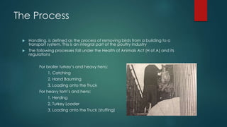 The Process
 Handling, is defined as the process of removing birds from a building to a
transport system. This is an integral part of the poultry industry
 The following processes fall under the Health of Animals Act (H of A) and its
regulations
For broiler turkey’s and heavy hens:
1. Catching
2. Hand Bauming
3. Loading onto the Truck
For heavy tom’s and hens:
1. Herding
2. Turkey Loader
3. Loading onto the Truck (stuffing)
 