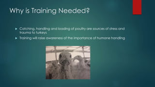 Why is Training Needed?
 Catching, handling and loading of poultry are sources of stress and
trauma to turkeys
 Training will raise awareness of the importance of humane handling
 