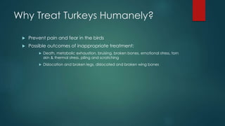 Why Treat Turkeys Humanely?
 Prevent pain and fear in the birds
 Possible outcomes of inappropriate treatment:
 Death, metabolic exhaustion, bruising, broken bones, emotional stress, torn
skin & thermal stress, piling and scratching
 Dislocation and broken legs, dislocated and broken wing bones
 