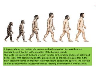 It is generally agreed that upright posture and walking on two feet was the most important event that led to the evolution of the hominid branch.This led to the freeing of the hand which in turn led to the making and use of better and better tools. With tool making and the precision and co-ordination required for it, the brain capacity became an important factor for natural selection to operate. The increase in brain size followed in successive hominids reaching a culmination in Homo sapiens.