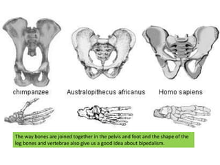 The way bones are joined together in the pelvis and foot and the shape of the leg bones and vertebrae also give us a good idea about bipedalism.