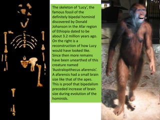The skeleton of ‘Lucy’, the famous fossil of the definitely bipedal hominid discovered by Donald Johanson in the Afar region of Ethiopia dated to be about 3.2 million years ago. On the right is a reconstruction of how Lucy would have looked like.Since then more remains have been unearthed of this creature named ‘Australopithecus afarensis’.A afarensis had a small brain size like that of the apes. This is proof that bipedalism preceded increase of brain size during evolution of the hominids.