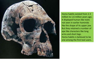 Homo habilis existed from 2.3 million to 1.6 million years ago. It displayed human like traits not seen in earlier hominids like the shape of its upper jaw. But they retained a number of ape like characters like long arms and short legs.Homo habilis is believed to be one among the first tool users. 