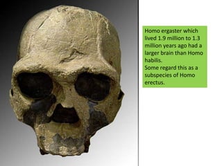 Homo ergaster which lived 1.9 million to 1.3 million years ago had a larger brain than Homo habilis. Some regard this as a subspecies of Homo erectus.
