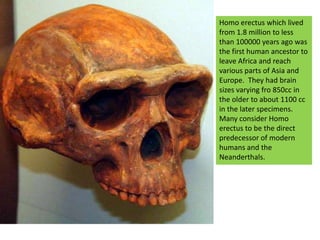 Homo erectus which lived from 1.8 million to less than 100000 years ago was the first human ancestor to leave Africa and reach various parts of Asia and Europe.  They had brain sizes varying fro 850cc in the older to about 1100 cc in the later specimens.Many consider Homo erectus to be the direct predecessor of modern humans and the Neanderthals.