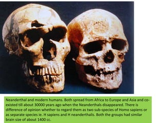 Neanderthal and modern humans. Both spread from Africa to Europe and Asia and co-existed till about 30000 years ago when the Neanderthals disappeared. There is difference of opinion whether to regard them as two sub-species of Homo sapiens or as separate species ie. H sapiens and H neanderthalis. Both the groups had similar brain size of about 1400 cc.