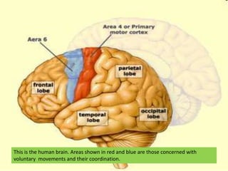 This is the human brain. Areas shown in red and blue are those concerned with voluntary  movements and their coordination.