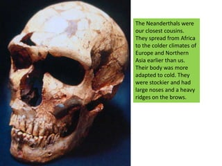 The Neanderthals were our closest cousins. They spread from Africa to the colder climates of Europe and Northern Asia earlier than us. Their body was more adapted to cold. They were stockier and had large noses and a heavy ridges on the brows.