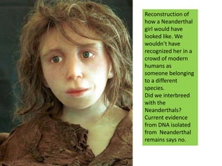 Reconstruction of how a Neanderthal girl would have looked like. We wouldn’t have recognized her in a crowd of modern humans as someone belonging to a different species.Did we interbreed with the Neanderthals? Current evidence from DNA isolated from  Neanderthal remains says no.
