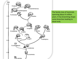 The family tree of hominids spanning about 4 million years. It has branching shape some branches leading to dead ends. 