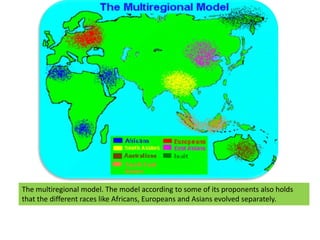 The multiregional model. The model according to some of its proponents also holds that the different races like Africans, Europeans and Asians evolved separately.