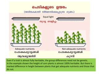 Equal lightAdequate nutrientsNot adequate nutrientsEven if a trait is almost fully heritable, the group differences need not be genetic. In the example shown the height of corn plants is almost 100% heritable. But there is marked difference in height between plants that get adequate nutrients and those that do not. 