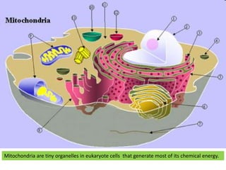 Mitochondria are tiny organelles in eukaryote cells  that generate most of its chemical energy. 
