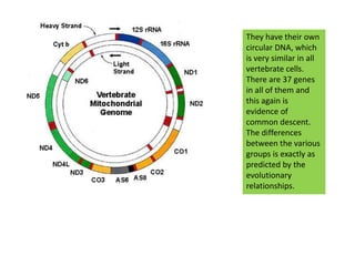 They have their own circular DNA, which is very similar in all vertebrate cells. There are 37 genes in all of them and this again is evidence of common descent. The differences between the various groups is exactly as predicted by the evolutionary relationships.