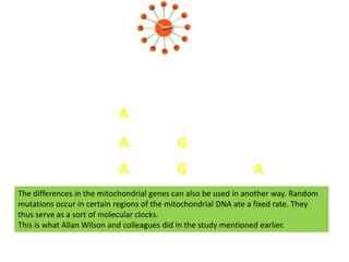 ATTTCGGCCTTACCGTTAAGTCCTTTTAAGTATTTCGGCCTTACCATTAAGTCCTTTTAAGTATTTCGGCCTTACCATTAAGTGCTTTTAAGTATTTCGGCCTTACCATTAAGTGCTTTTAAGAThe differences in the mitochondrial genes can also be used in another way. Random mutations occur in certain regions of the mitochondrial DNA ate a fixed rate. They thus serve as a sort of molecular clocks.This is what Allan Wilson and colleagues did in the study mentioned earlier. 