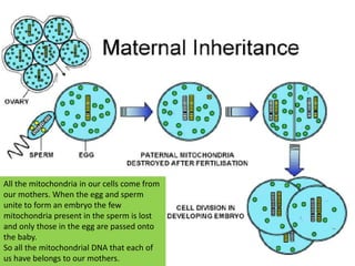 All the mitochondria in our cells come from our mothers. When the egg and sperm unite to form an embryo the few mitochondria present in the sperm is lost and only those in the egg are passed onto the baby.So all the mitochondrial DNA that each of us have belongs to our mothers.