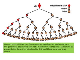 My mitochondrial DNA comes from my mother. Hers from her mother and so on. Five generations back I would have had a maximum of 32 ancestors – 16 men and 16 women. But of these all my mitochondrial DNA would have come fro a single woman.