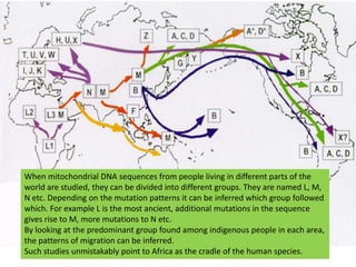 When mitochondrial DNA sequences from people living in different parts of the world are studied, they can be divided into different groups. They are named L, M, N etc. Depending on the mutation patterns it can be inferred which group followed which. For example L is the most ancient, additional mutations in the sequence gives rise to M, more mutations to N etc. By looking at the predominant group found among indigenous people in each area, the patterns of migration can be inferred.Such studies unmistakably point to Africa as the cradle of the human species.