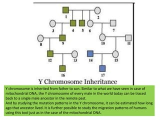 Y chromosome is inherited from father to son. Similar to what we have seen in case of mitochondrial DNA, the Y chromosome of every male in the world today can be traced back to a single male ancestor in the remote past.And by studying the mutation patterns in the Y chromosome, it can be estimated how long ago that ancestor lived. It is further possible to study the migration patterns of humans using this tool just as in the case of the mitochondrial DNA.
