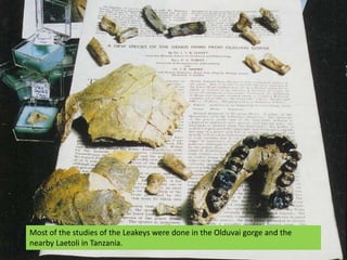 Most of the studies of the Leakeys were done in the Olduvai gorge and the nearby Laetoli in Tanzania.
