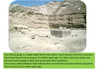 The Olduvai gorge is a steep-sided ravine from where  fossil remains of human ancestors have been found from as long as 2.5 million years ago. It is also a site from which very old stone tools dating to about the same time were unearthed.These tools called Oldowan tools indicate that our hominid ancestors started using tools from as early as 2.5 million years ago.