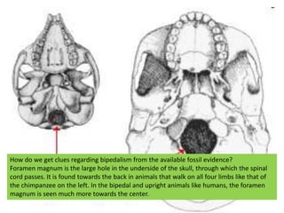 How do we get clues regarding bipedalism from the available fossil evidence? <br />Foramen magnum is the large hole in the...
