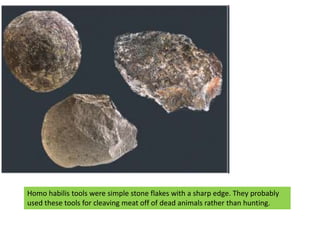 Homo habilis tools were simple stone flakes with a sharp edge. They probably used these tools for cleaving meat off of dea...