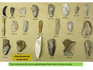 Their tools were far more sophisticated than that of Homo erectus.<br />