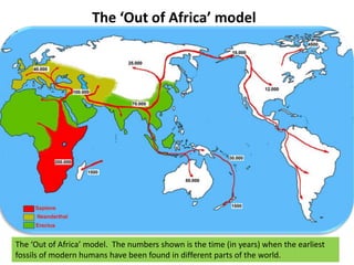 The ‘Out of Africa’ model<br />The ‘Out of Africa’ model.  The numbers shown is the time (in years) when the earliest  fos...