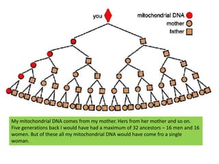 My mitochondrial DNA comes from my mother. Hers from her mother and so on. Five generations back I would have had a maximu...