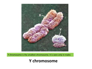 Y chromosome is the smallest chromosome. It is seen only in males<br />Y chromosome<br />