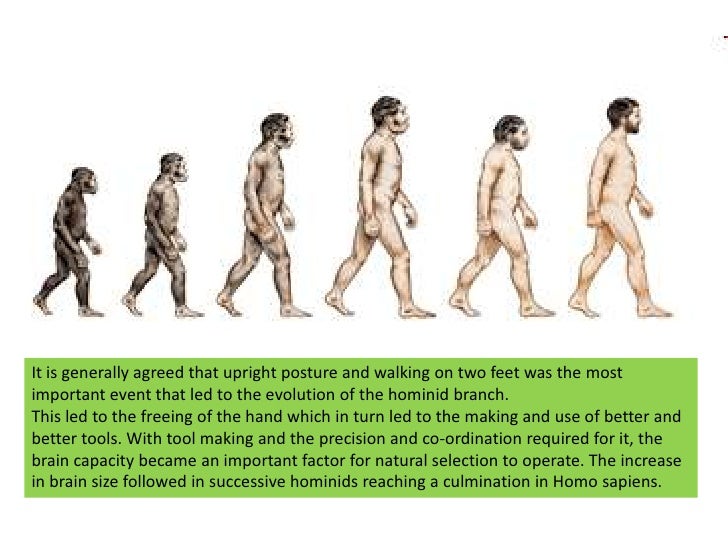 Essay on human evolution