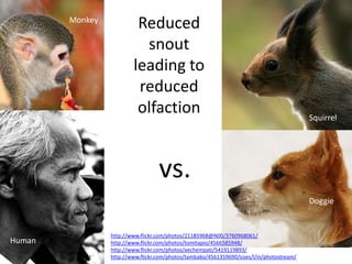 Reduced snout leading to reduced olfactionMonkeySquirrelvs.Doggiehttp://www.flickr.com/photos/21185968@N00/3760968061/http://www.flickr.com/photos/tomitapio/4566585948/http://www.flickr.com/photos/aechempati/5419119893/http://www.flickr.com/photos/tambako/4561359690/sizes/l/in/photostream/Human
