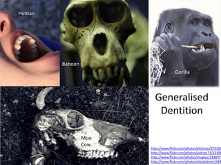 HumanBaboonGorillaGeneralised DentitionMoo Cownhttp://www.flickr.com/photos/philman/2755063715/http://www.flickr.com/photos/patries71/3149890871/http://www.flickr.com/photos/mugley/3280473929/http://www.flickr.com/photos/plasticbrain/4243519977/