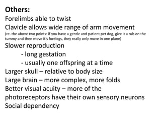 Others:Forelimbs able to twistClavicle allows wide range of arm movement(re. the above two points: if you have a gentle and patient pet dog, give it a rub on the tummy and then move it’s forelegs, they really only move in one plane)Slower reproduction - long gestation- usually one offspring at a timeLarger skull – relative to body sizeLarge brain – more complex, more foldsBetter visual acuity – more of the photoreceptors have their own sensory neuronsSocial dependency