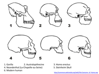 1. Gorilla 		2. Australopithecine 	3. Homo erectus 4. Neanderthal (La-Chapelle-au-Seine) 		5. Steinheim Skull 6. Modern humanhttp://commons.wikimedia.org/wiki/File:Craniums_of_Homo.svg