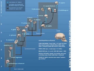 Small teeth and reduced numbers of teeth