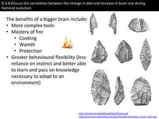 TOKRead the article on Wikipedia about Homo floresiensisDiscovered in 2004 on the Indonesian island of Flores, it has stirred up controversy in the palaeoanthropological world. Is it a separate species or is it the remains of diseased Homo sapiens. You be the judge!Short PBS video