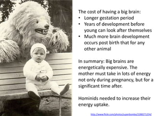 D.3.7 Discuss the incompleteness of the fossil record and the resulting uncertainties about human evolution. It isn’t easy to create a collection of fossils that clearly show the change of species from one to another. Fossils rarely result when an animal dies for the following reasons: Decomposition is usually rapid; soft body parts are rarely fossilised
